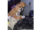 Adopt Kali a Tan/Yellow/Fawn - with White Boxer dog in Houston, TX (41233889)