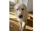 Adopt Bobby Courtesy Post a White Great Pyrenees / Mixed dog in Beverly Hills