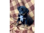 Adopt Esme a Tricolor (Tan/Brown & Black & White) Blue Heeler / Mixed dog in