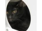 Adopt Adoptable! Sylvester a All Black Domestic Shorthair / Mixed Breed (Medium)