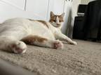 Adopt Beau a White (Mostly) American Shorthair / Mixed (medium coat) cat in