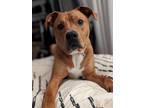 Adopt Loki a Tan/Yellow/Fawn - with White Boxer / Bullmastiff / Mixed dog in