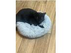 Adopt Pepper a Black (Mostly) Domestic Shorthair / Mixed (short coat) cat in