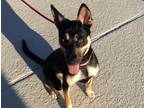 Adopt MAIZY a Black - with Tan, Yellow or Fawn Siberian Husky / Mixed dog in