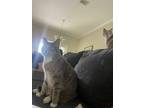 Adopt Felix a Calico or Dilute Calico Tabby / Mixed (short coat) cat in