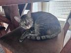 Adopt Izzy a Gray, Blue or Silver Tabby Domestic Shorthair / Mixed (short coat)