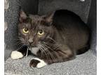 Adopt Mila a All Black Domestic Shorthair / Domestic Shorthair / Mixed cat in