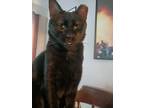 Adopt Midnight a Black (Mostly) American Shorthair / Mixed (medium coat) cat in