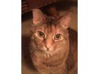 Adopt The Baby a Brown Tabby Domestic Shorthair / Mixed (short coat) cat in