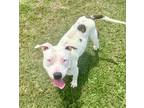 Adopt Sassy a White American Pit Bull Terrier / Mixed Breed (Medium) / Mixed