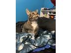 Adopt Emmy a Brown Tabby Domestic Shorthair / Mixed (short coat) cat in Parrish