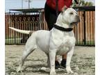 Adopt La Perla a White - with Tan, Yellow or Fawn American Pit Bull Terrier /