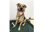 Adopt Rosco a Tan/Yellow/Fawn Mixed Breed (Large) / Mixed dog in Mentor