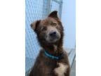 Adopt Bear a Brown/Chocolate Labrador Retriever / Husky / Mixed dog in Newport