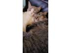 Adopt Bobby a Brown Tabby Domestic Longhair / Mixed (long coat) cat in Alpine