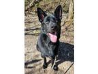Adopt Rook a Black German Shepherd Dog / Mixed dog in Niagara Falls