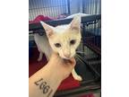 Adopt Jack IN FOSTER a White Domestic Shorthair / Mixed Breed (Medium) / Mixed