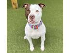 Adopt Sweety a White American Pit Bull Terrier / Mixed Breed (Medium) / Mixed