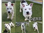 Adopt Logan a White American Pit Bull Terrier / Mixed dog in Greenville