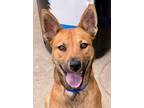 Adopt Angelo *VIP* a Tan/Yellow/Fawn Shepherd (Unknown Type) / Mixed Breed