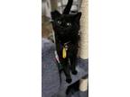 Adopt Tabitha a All Black Domestic Shorthair cat in Massillon, OH (41207874)