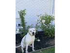Adopt Ivy a White Dogo Argentino / Mixed dog in Palo Alto, CA (40991989)