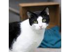 Adopt Moo-Moo a All Black Domestic Shorthair / Domestic Shorthair / Mixed cat in