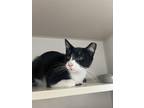 Adopt Vandal (approved adoption!) a All Black Domestic Shorthair / Mixed Breed