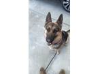 Adopt Lady a Black - with Tan, Yellow or Fawn German Shepherd Dog / Mixed dog in