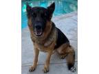 Adopt Shea a Black - with Tan, Yellow or Fawn German Shepherd Dog / Mixed dog in