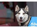 Adopt Peace a Black - with White Siberian Husky / Mixed dog in Walnut Creek