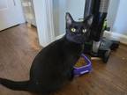 Adopt Raven a All Black American Shorthair / Mixed (short coat) cat in