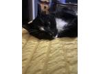 Adopt Laru a Black & White or Tuxedo Tabby / Mixed (short coat) cat in