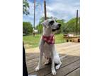 Adopt Dotty a White Mixed Breed (Medium) / Mixed dog in Austin, TX (41229185)