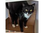 Adopt Minnow a Domestic Shorthair / Mixed cat in Lexington, KY (41212882)