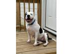 Adopt Tonya a White - with Black Mixed Breed (Large) / Mixed dog in San Antonio