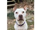 Adopt Robin - IN FOSTER a White Mixed Breed (Small) / Mixed Breed (Medium) /