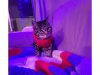 Adopt Buttons a Gray, Blue or Silver Tabby Domestic Shorthair / Mixed (short