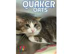 Adopt Quaker Oats a Gray or Blue Domestic Shorthair / Domestic Shorthair / Mixed