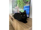 Adopt Velcro a Black (Mostly) American Shorthair / Mixed (short coat) cat in