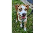 Adopt Bo a Tan/Yellow/Fawn - with White American Staffordshire Terrier / Husky /