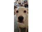 Adopt Roo a White - with Black Mutt / Mixed dog in Raleigh, NC (40999606)