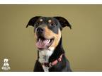 Adopt Amelia a Tricolor (Tan/Brown & Black & White) Rottweiler / Mixed dog in