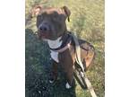 Adopt Nala Rae a Red/Golden/Orange/Chestnut American Staffordshire Terrier /