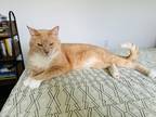 Adopt Tony a Orange or Red Tabby Domestic Shorthair / Mixed (short coat) cat in