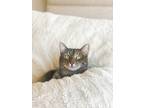 Adopt Gio a Gray, Blue or Silver Tabby Tabby / Mixed (short coat) cat in
