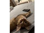 Adopt Sol a Tan or Fawn Domestic Mediumhair / Mixed cat in Burlington