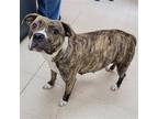 Adopt Tersea a Brindle Pit Bull Terrier / Mixed dog in Chantilly, VA (40929497)