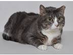 Adopt Groucho a Brown Tabby Domestic Mediumhair (medium coat) cat in Jefferson