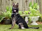 Adopt Delta a Black - with Tan, Yellow or Fawn German Shepherd Dog / Mixed dog